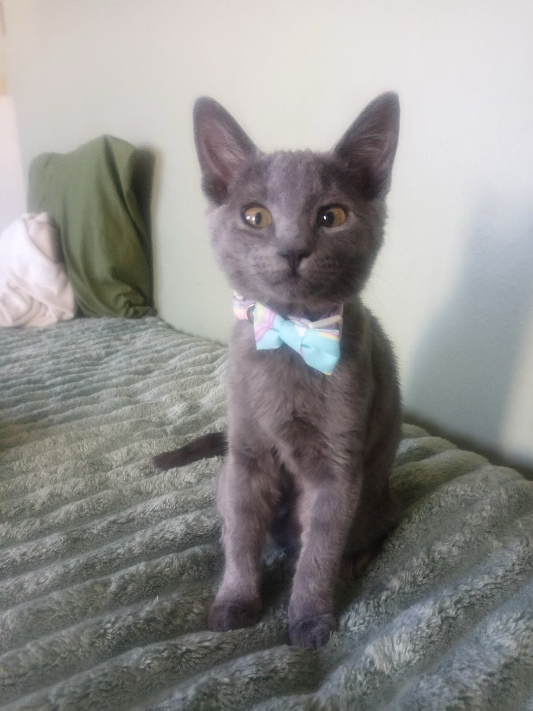 Gatito gris con moño
