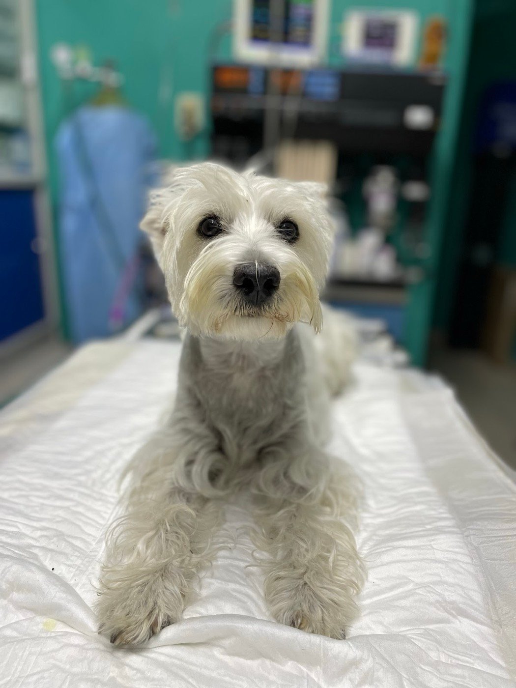 Perrito blanco en la mesa de revisión